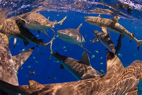 15 Strange Shark Facts to Sink Your Teeth Into .